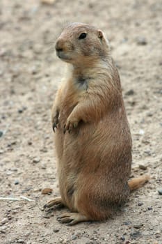 Cute prairie dog