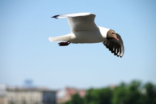 Lonely seagull flying in a blue sky