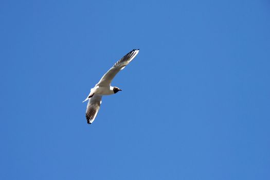 Lonely seagull flying in a blue sky