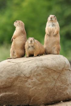 GRoup of prairie dogs standing on top of rock