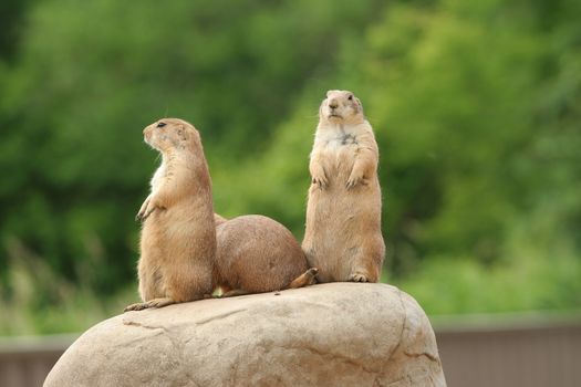 GRoup of prairie dogs standing on top of rock