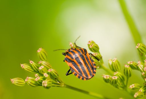 Graphosoma lineatum a.k.a. Italian bug on a flower.