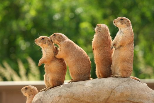 GRoup of prairie dogs standing on top of rock