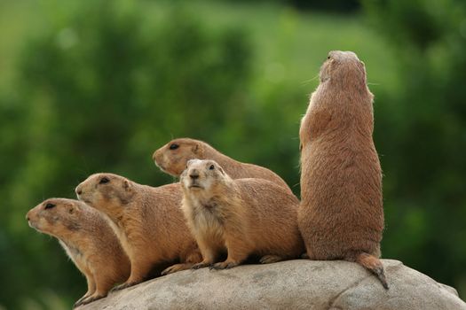 GRoup of prairie dogs standing on top of rock