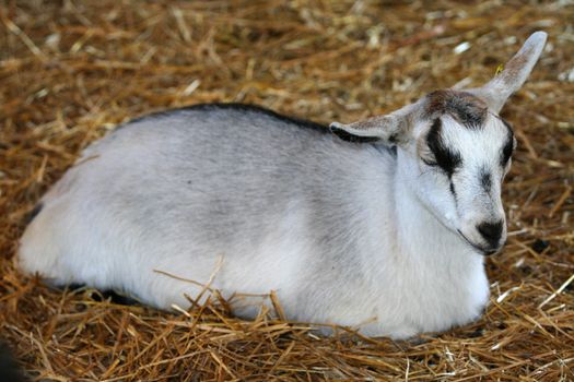 Baby goat sleeping in hay