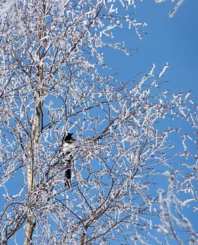 Magpie standing on the branch of a frosty tree by beautiful day