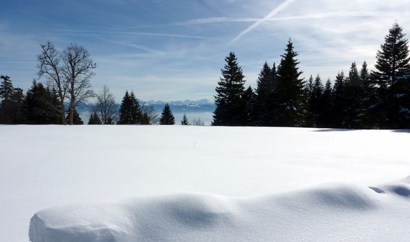 View of the Alps behind fir trees and snow by winter
