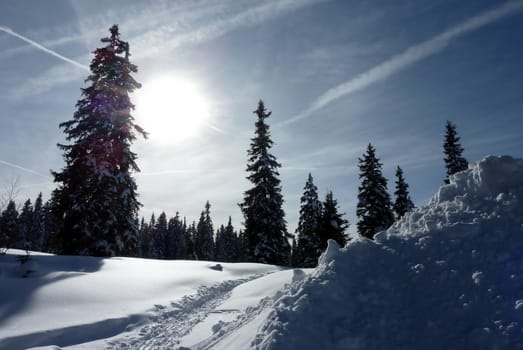 Fir trees into the light by winter