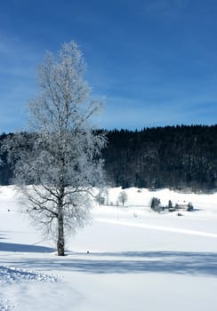 Frosty tree in the mountain by winter