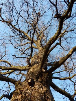 Birds house hanged on a big trunk in winter