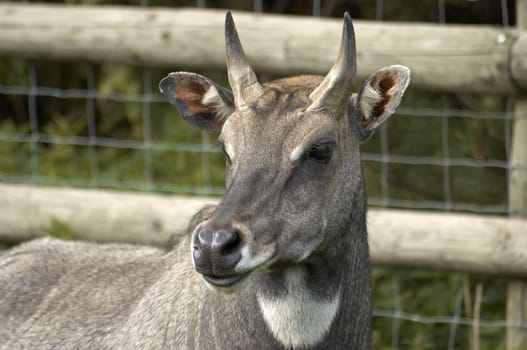 A deer in a fenced area in a wildlife park