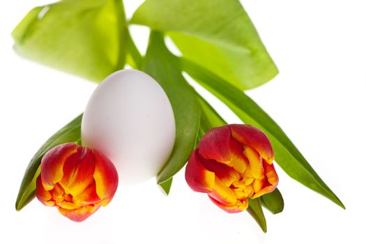 egg and tulips in spring