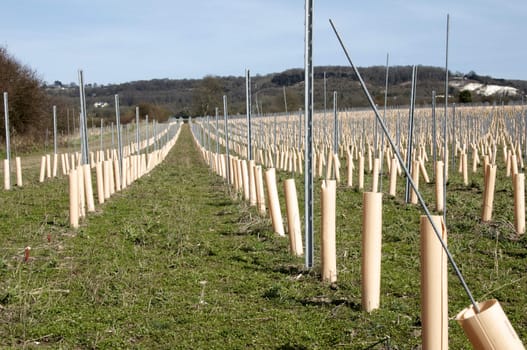 Rows of newly planted grape vines in Kent