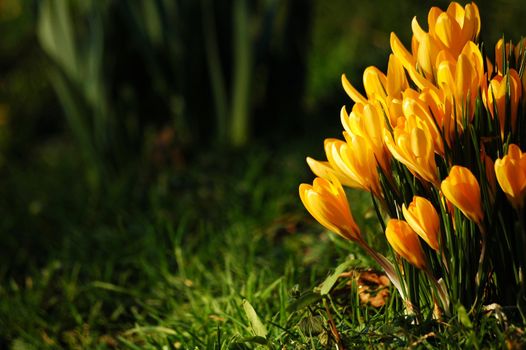 blooms of spring yellow flower, horizontally framed shot