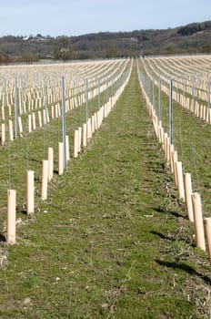 Rows of newly planted grape vines in Kent