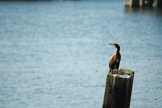 cormorant sitting on bar , horizontally framed shot