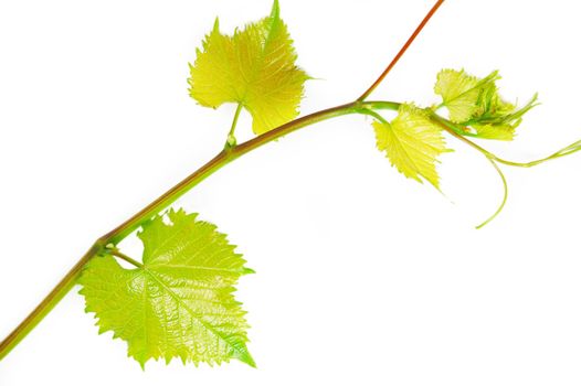 young twisting wine branch isolated on white