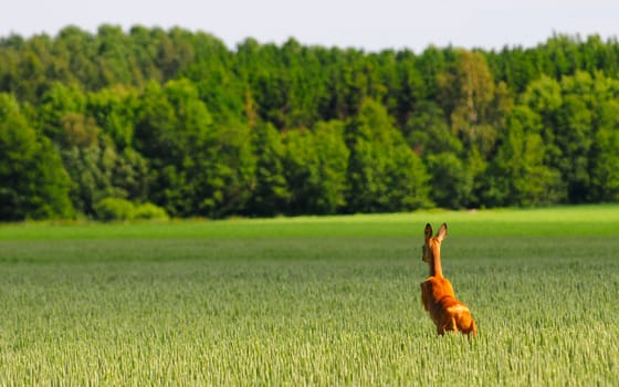 Deer is jumping in an wheat field