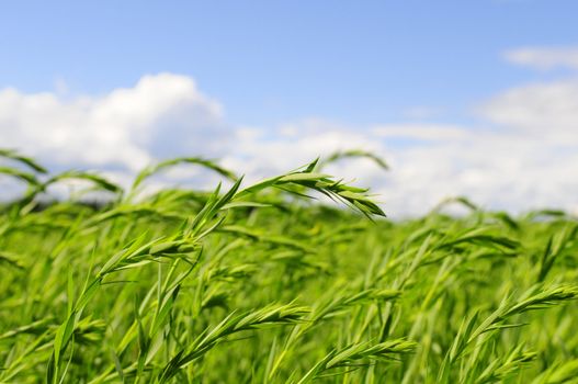 Closeup of wheat field