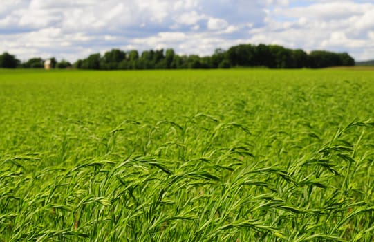 Green wheat field 