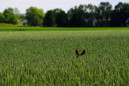 deer is hiding in oat field