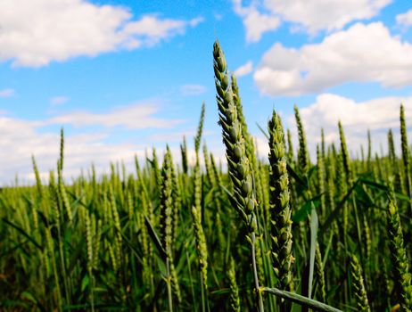 closeup of oat field