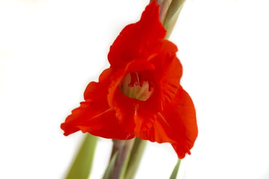 Red Gladiolus on a white background