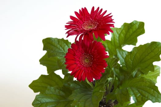 A Daisy flower on a white background