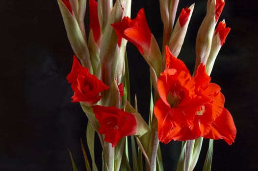 Red Gladiolus on a Black background