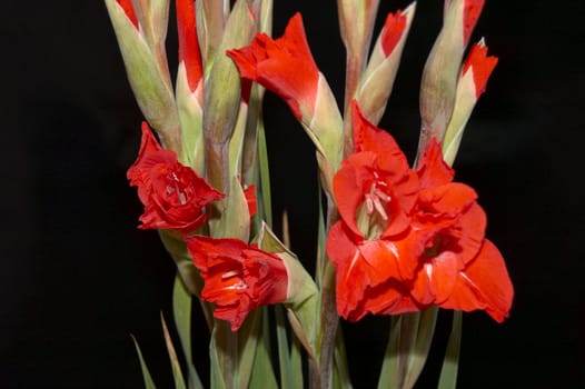 Red Gladiolus on a Black background