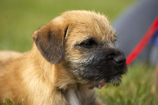 A very cute border terrier puppy