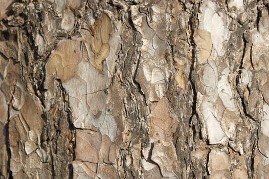 A close up view of tree bark