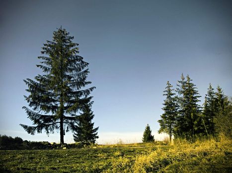 the trees in the green forest mountain