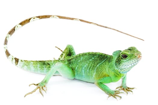 detail of an adult agama Physignathus cocincinus 