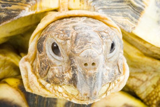 head and face of a tortoise - Testudo horsfieldi - on the white background - close up