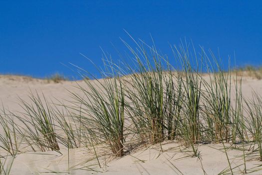 Marram Grass, Bent or Beach Grass in sand dunes near Baltic sea