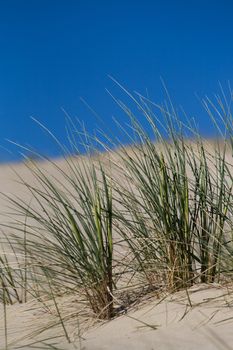 Marram Grass, Bent or Beach Grass in sand dunes near Baltic sea