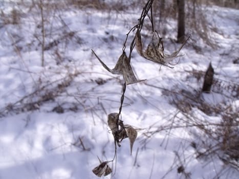 Lifeless brown leaves on a branch in the winter 