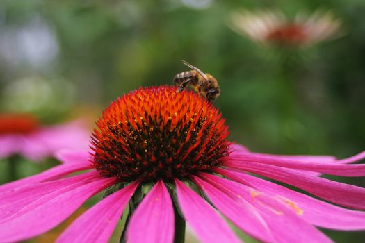 Close up of working bee on echinacea flower