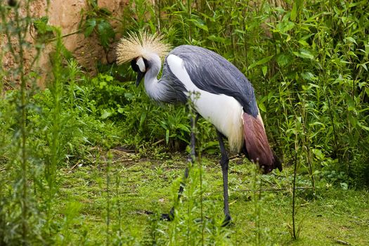 Grey Crowned Crane (Balearica regulorum) walking in grass