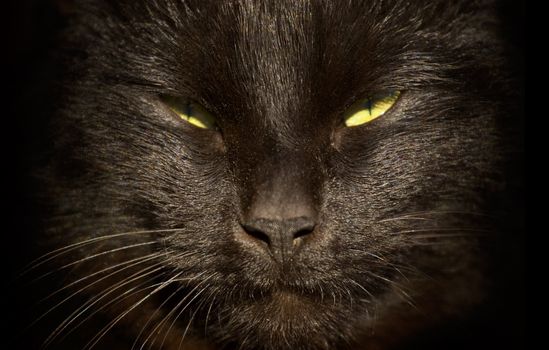 Close up of black cats face with yellow eyes