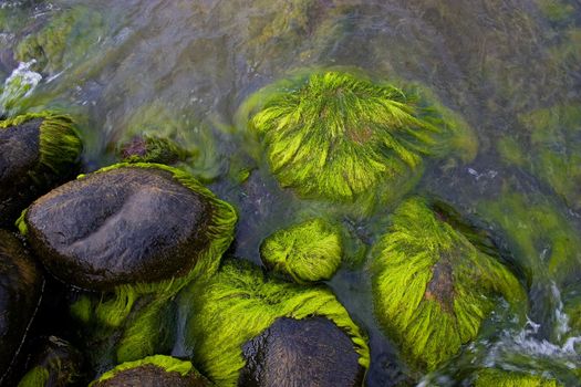 Wet sea stones covered with green seaweed
