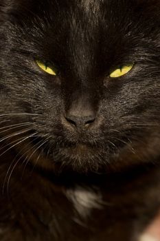 Close up of black cats face with yellow eyes