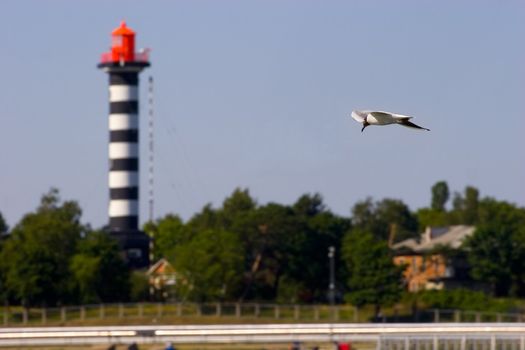 Flying Seagull and lighthouse lighthouse in background. In Klaipeda port, Lithuania