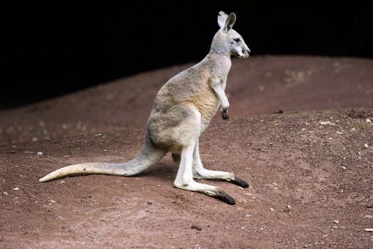 Kangaroo is a marsupial from the family Macropodidae (macropods, meaning 'large foot'). The kangaroo is an Australian icon. Clipping path for animal included.