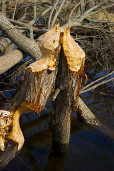 Twoo beavers cut stub in small river