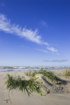 Small dune and Seagrass after storm