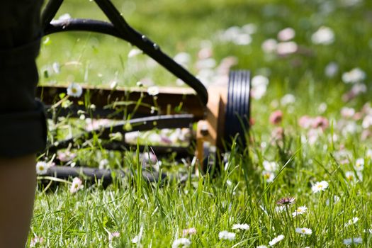 Hand lawn mower close up in meadow with daisies