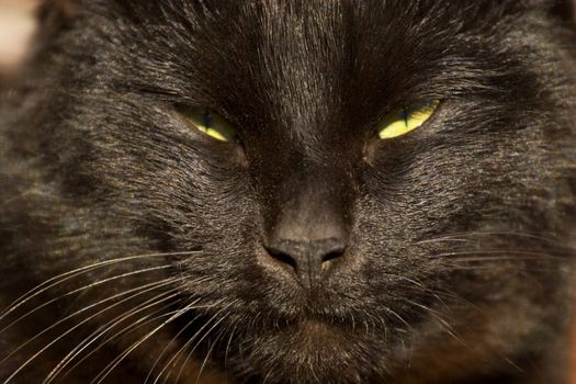 Close up of black cats face with yellow eyes