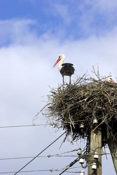 White Stork (Ciconia ciconia) in nest on power line. Backroun blue sky with white clouds. White Stork is a symbol of childbirth